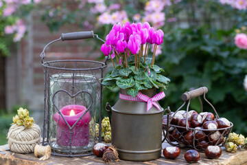 Gartendekoration mit pink Alpenveilchen, Kastanien und Laterne