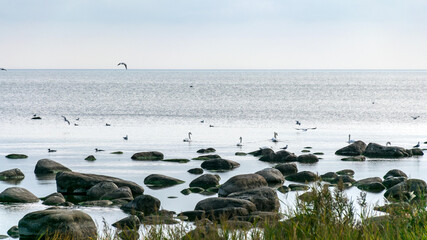 The unusual landscape of Kaltene beach, formed by large boulders covering the coast, morning hour, Kaltene rocky seashore, Latvia