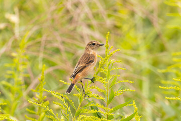 10月の野原にいた小鳥