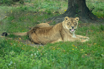 The female lion is looking at the camera. The lioness lies on the grass. African safari. A predatory animal. A dangerous predator. Big cat. A zoo without fences. Wildlife protection.
