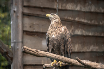 Eagle in a cage. Bird of prey in a cage. Zoo dweller. The hawk family. Fast hunter. Feathered brown. Environmental Protection. Sharp look. Good vision. Curved beak.