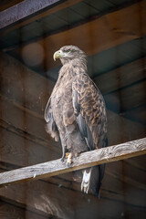 Eagle in a cage. Bird of prey in a cage. Zoo dweller. The hawk family. Fast hunter. Feathered brown. Environmental Protection. Sharp look. Good vision. Curved beak.