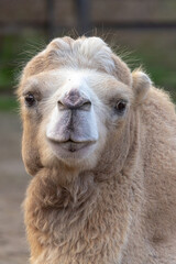 Fototapeta premium Bactrian camel. Desert caravan. Camel's muzzle close up. Soft, sandy coat. Inhabitant of Asia. Contact zoo. Taking care of wild animals. Large whaletipodactyl.