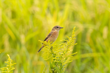 黄色い草につかまるノビタキ