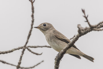 曇り空を見上げる鶲