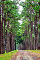 pine forest and footpath