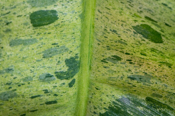 Close-up view of Philodendron Paraiso Verde variegated leaf texture with Popular