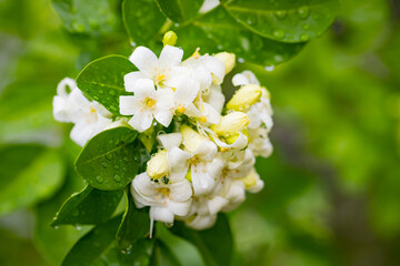 Heart-shaped white glass murraya flower with a soft