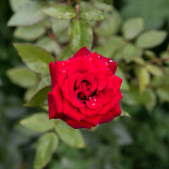 Rose red in morning dew, background, copy space