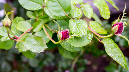 Rose buds in morning dew, background, copy space