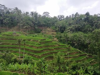 Fototapeta na wymiar Rice Fields Bali