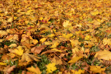 Fallen yellow maple leaves. Autumn background. 