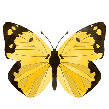 モンキチョウ イラスト