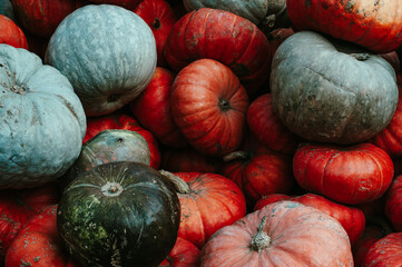 Different sorts and colors of pumpkin harvest outdoor
