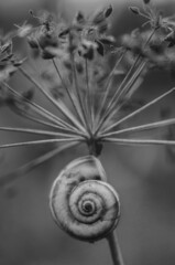 Snail on the trunk of a dry plant