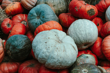 Different sorts and colors of pumpkin harvest outdoor
