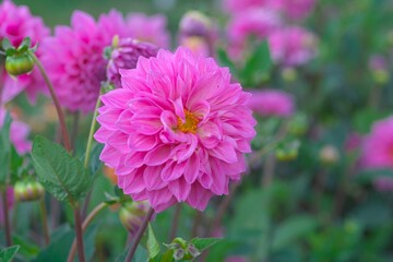 Obraz premium ダリアのお花畑