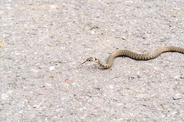 Grass snake crossing a road in Glarus, Switzerland