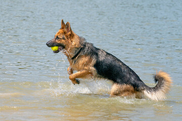 Young happy German Shepherd, playing in the water. The dog splashes and jumps happily in the lake. Yellow tennis ball in its mouth