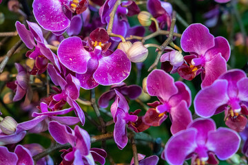 Fototapeta na wymiar purple orchid phalaenopsis close-up with water drops on the flowers, blurred background, selective focus, breeding of rare species of orchids