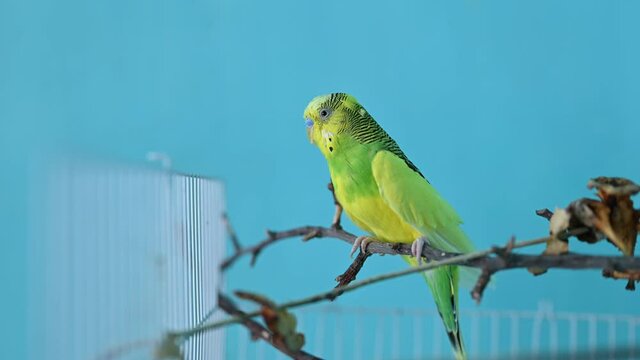 One green parrot sits on a cagea gainst blue backdrop