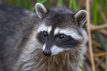 Close-up of a raccoon. Wildlife photography.