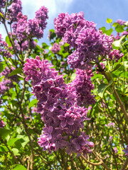 Obraz premium Common Lilac