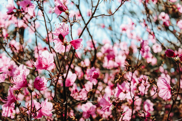 pink cherry blossom