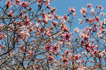 blossom in spring