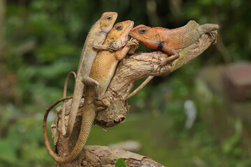 Three oriental garden lizards are sunbathing on a moss-covered rock. This reptile has the...