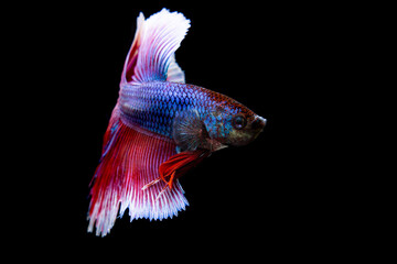 Fototapeta premium Half Moon Betta,Betta, Siamese fighting fish, beautiful fish from Thailand, black background with beautiful tail.