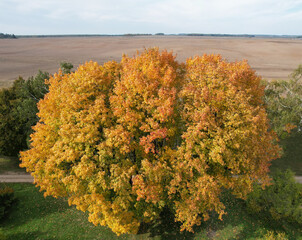 Golden color leaves on huge tree