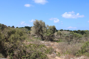 Fototapeta premium Summer in full force