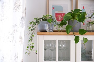 Botany composition, home interior.