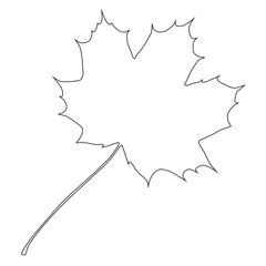 Lineart illustration of maple leaf.