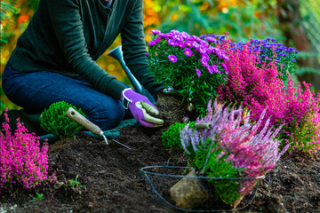 A woman plants autumn asters flower in the garden.
