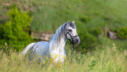 Fototapeta premium Horse portrait in summer pasture.