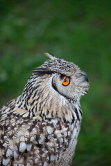 Indian Eagle Owl (Bubo bengalensis) or Bengal Eagle Owl, Rock Eagle Owl, family: Strigidaenative, region: Indian Subcontinent.