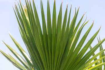 Green leaves of a palm tree