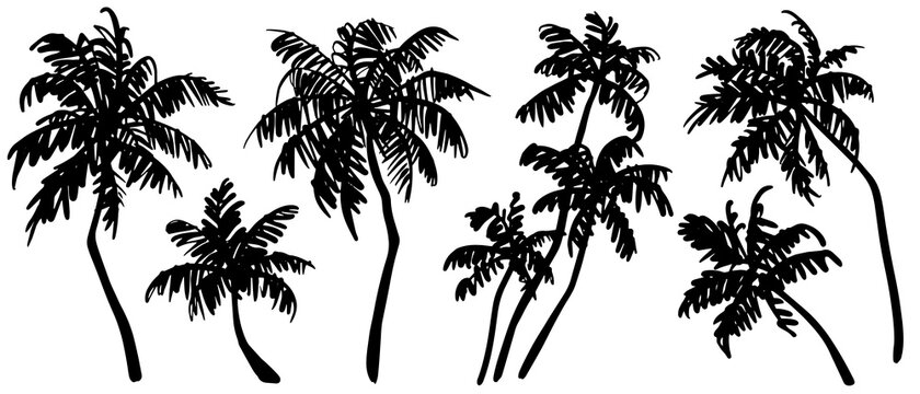 Tropical palm trees sketch set. Realistic black silhouettes of palm trees isolated on white background. Vector illustration