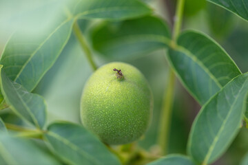 Walnut on tree branches in summer.