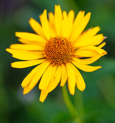 Yellow flower in the park in summer.