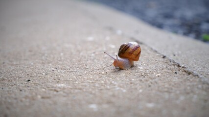 snail traveling over rocks 