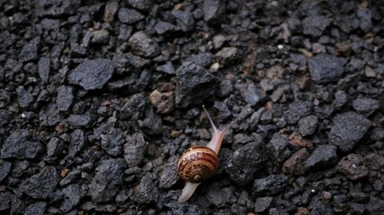 snail crawling over rocks 