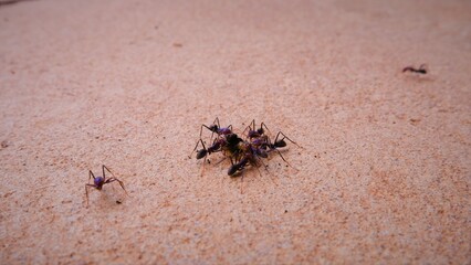 ants eating captured prey