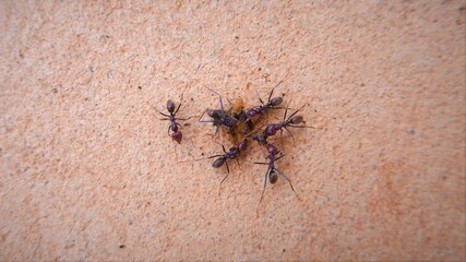ants eating prey 