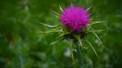 thistle in bloom