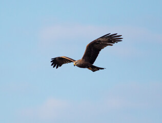 Eagle in flight against the blue sky.