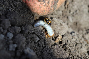 The melon worm is a larva of the May beetle, a pest of agriculture that destroys the potato crop. Agriculture, harvest.