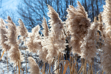 Reed on a background of blue sky.